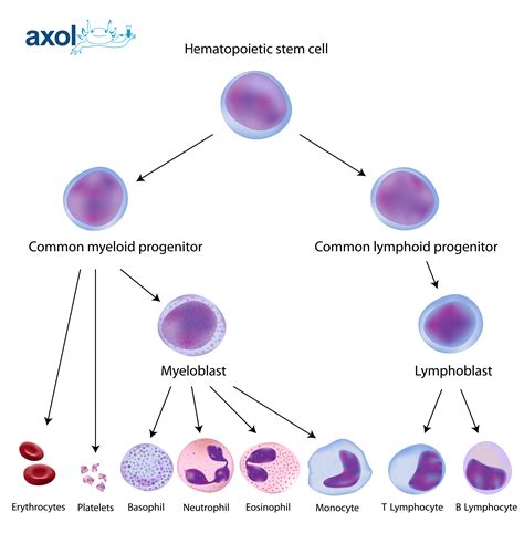 multipotent hematopoietic stem cells